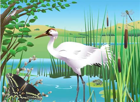 Everything About Life And Features Of Whooping Crane