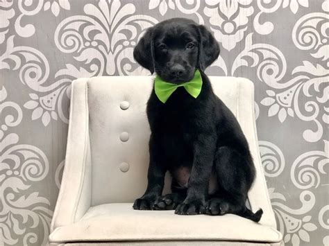 Labrador Retriever-DOG-Male-Black-3322051-Furry Babies