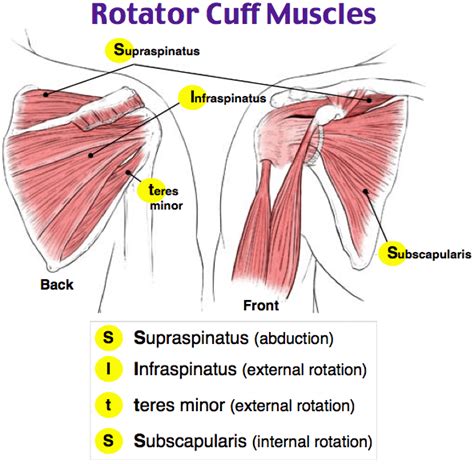 Rotator cuff muscles - Medically