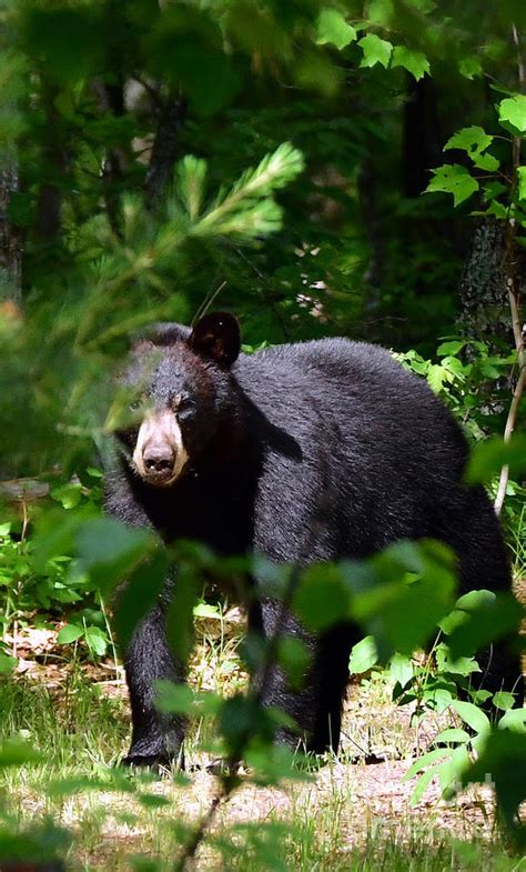 Black Bear Eye to Eye Contact Number One Photograph by GW King | Fine ...