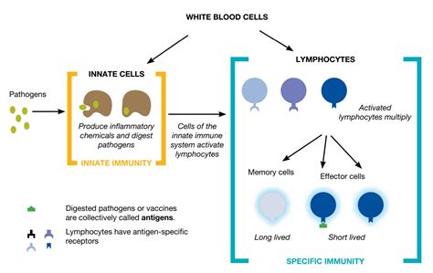 What is immunisation? - Curious