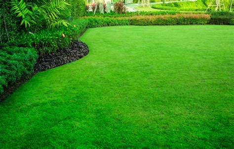 How to Get a Green Lawn: 5 Ways to Really Get Greener Grass