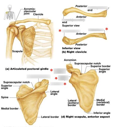 Pectoral Girdle Diagram