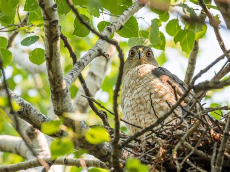 Cooper's Hawk Nesting (All You Need To Know) | Birdfact