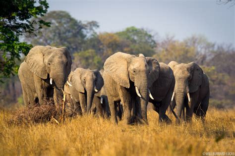 Elephant Herd | Will Burrard-Lucas