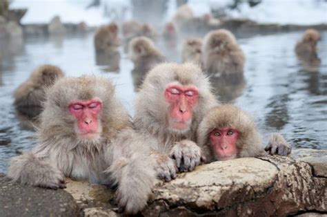 Snow Monkeys Japan Live Camera - Nada Tallie