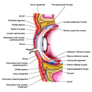 The eye and surrounding structures. The canthal tendon attaches to ...