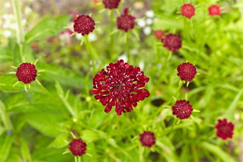 Scabious | Description & Major Species | Britannica