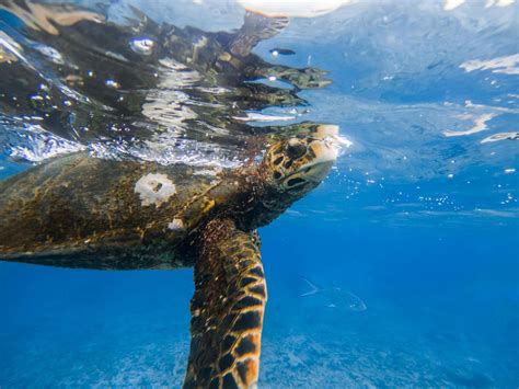 Seychelles Snorkeling: amazing marine life in Seychelles