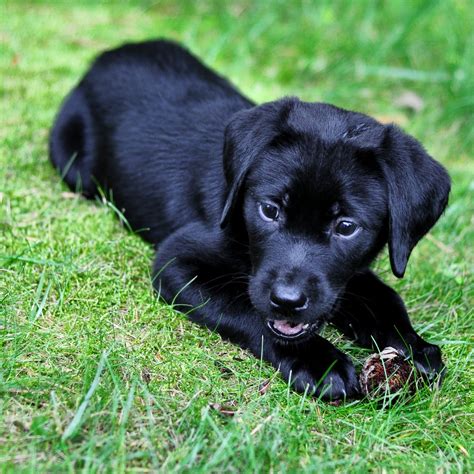 Animals: Black Labrador dog