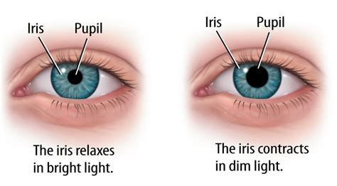 pupil eye function