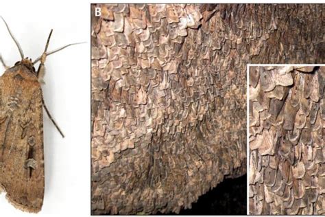 Bogong Moth - The Australian Museum