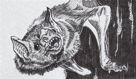 Vampire Bat Drawing at PaintingValley.com | Explore collection of ...