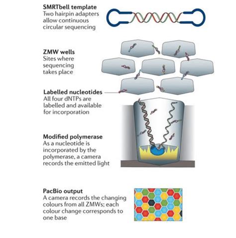 Understanding PacBio Sequencing: A Deep Dive for RNA-Seq Enthusiasts ...