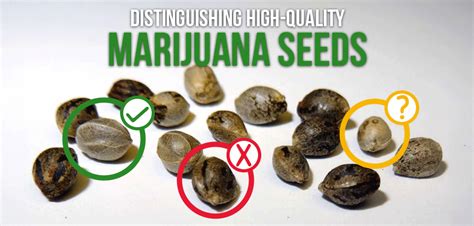 Mastering the Art of Distinguishing High-Quality Marijuana Seeds | Crop ...