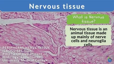 Nervous tissue - Definition and Examples - Biology Online Dictionary