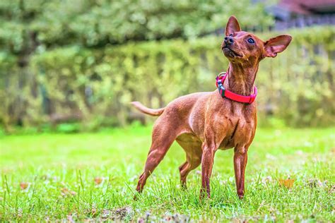 Portrait of a red miniature pinscher dog Photograph by Beautiful Things ...