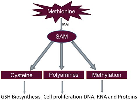 Nutrients | Free Full-Text | Methionine Restriction and Cancer Biology