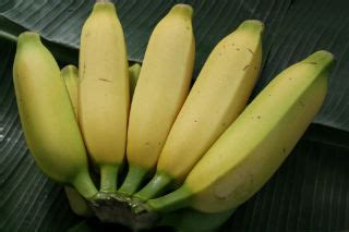 Apple Bananas - Hawaiian Crown