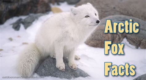 Arctic Fox Facts & Information For Kids. Habitat & Adaptations