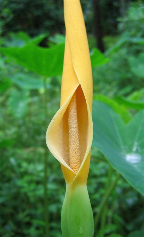 Pin by Bonna Mettie on Araceae / Arum family | Colocasia, Garden zen ...