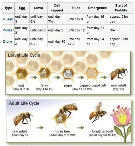 Charts about honey bees | Important Bee Charts | Pinterest | Bees ...