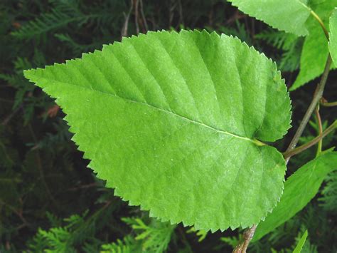 Betula cordifolia - Alchetron, The Free Social Encyclopedia