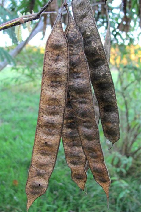 Seed Pods--Mimosa Tree | This is a creative commons image, w… | Flickr