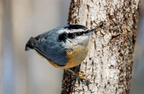 The Red-breasted Nuthatch and Its Quirky Behavior