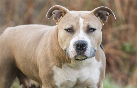 Stout American Staffordshire Pitbull Terrier Dog Stock Image - Image of ...