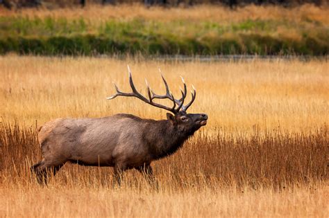 Bull Elk Bugeling In Yellowstone Fine Art Photo Print | Photos by ...