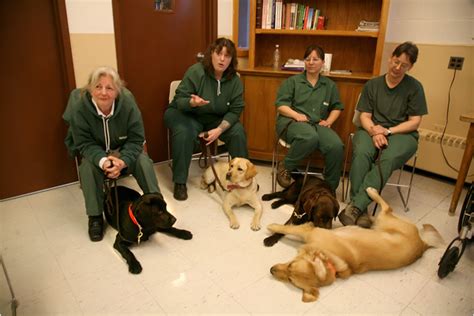 Puppies Behind Bars - The New York Times > N.Y. / Region > Slide Show ...