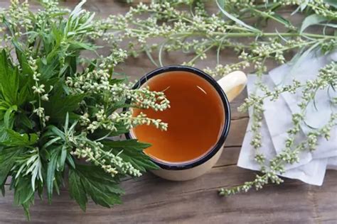 Mugwort Tea Recipe: A Natural Remedy For Sleep And More - Best Tea Crafter