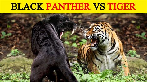 Tiger vs Black Panther, कौन किस पर पड़ेगा भारी? | Tiger vs Black ...