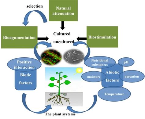 Biotic and abiotic factors affecting plant-microbe interactions during ...