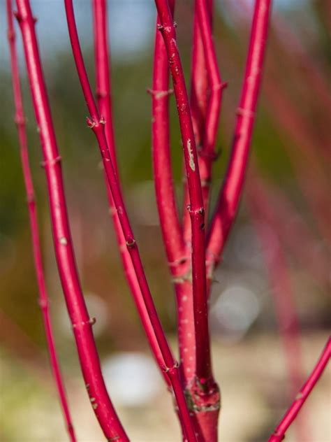 Planting Red Twig Dogwoods - How To Grow Red Twig Dogwood Trees | Red ...