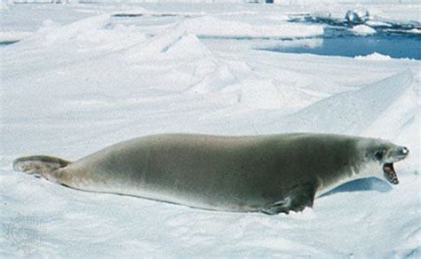 Crabeater seal | Antarctic, Weddell Sea, Krill | Britannica