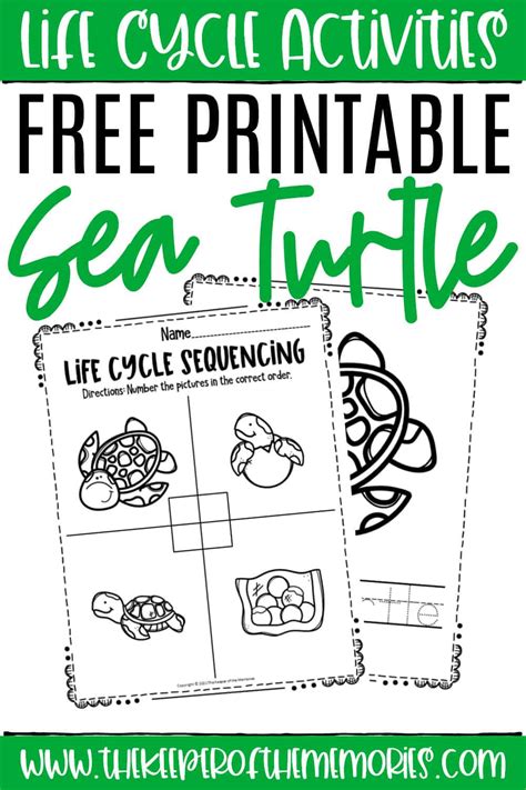 Free Printable Sea Turtle Life Cycle Worksheets