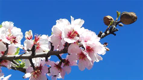 What is the name of the almond blossom: What is the almond tree and ...