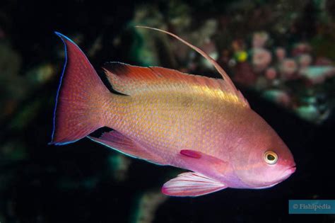 Sea goldie • Pseudanthias squamipinnis • Fish sheet