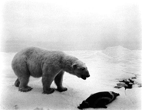 Hiroshi Sugimoto bear | Hiroshi sugimoto, Polar bear, Getty museum