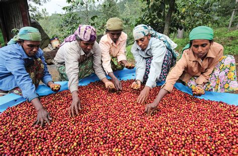 Ceylon Coffee - Fresh Cup Magazine