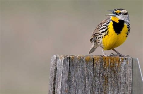 What is the Eastern Meadowlark habitat? - Birdful