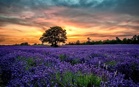 HD wallpaper: Purple lavender fields, scenery, sunset, flowers ...