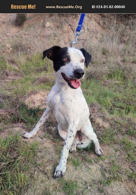 ADOPT 24010200046 ~ Dalmatian Rescue ~ Los Angeles, CA