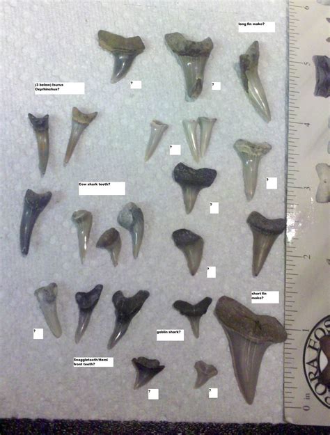 Multi Shark Tooth Identification - Fossil ID - The Fossil Forum