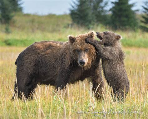 Grizzly Bear Cubs Playing