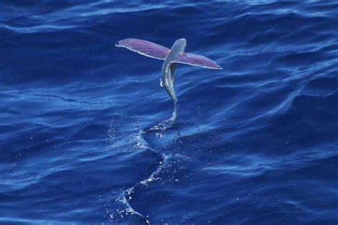 Do Flying Fish Actually Fly? | A Moment of Science - Indiana Public Media