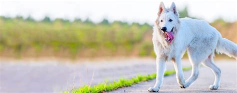 White German Shepherd Dog Names | Popular Male and Female Names | Wag!