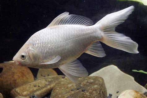 Why is my goldfish turning white? – petsKB